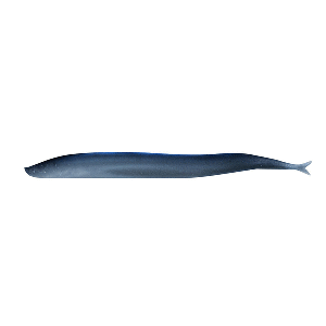 Berkley Gulp!&reg; Saltwater Sand Eel - 5" - Silver Mud - 1121693